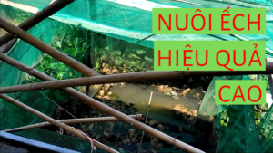 Vlog Nuôi Ếch: Mô Hình Nuôi Ếch Thương Phẩm Mang Lại Hiệu Quả Cao
