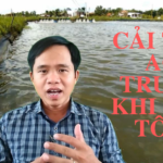 Vlog Nuôi Tôm: Phương Pháp Cải Tạo Ao Trước Khi Thả Tôm