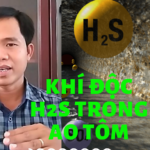Vlog Nuôi Tôm: Khí Độc H2S Trong Ao Tôm Và Cách Trị Hiệu Quả