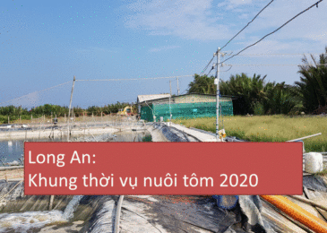 Long An: Sở Nông nghiệp và PTNT khuyến cáo khung mùa vụ nuôi tôm năm 2020