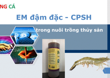 EM đậm đặc – Chế phẩm sinh học dùng trong nuôi trồng thủy sản – Dũng cá