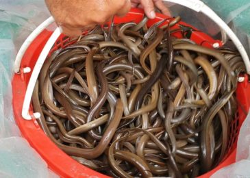 Kỹ thuật nuôi lươn đồng tại nhà – Dũng cá