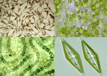 Lợi và hại của tảo trong ao tôm – Dũng cá