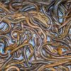 Sinh sản lươn đồng bằng phương pháp thu lươn bột – Dũng cá