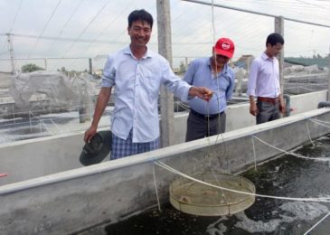 Nam Định: Hiệu quả từ mô hình nuôi tôm trong bể xi măng ở Hải Đông – Dũng cá