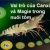 Vai Trò của Canxi và Magie trong nuôi tôm – Dũng Cá