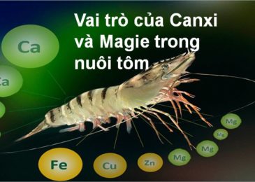 Vai Trò của Canxi và Magie trong nuôi tôm – Dũng Cá