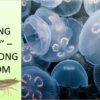 Trứng Nước và Sứa Trong Ao Nuôi Tôm – Dũng cá