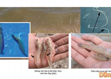 Cách phòng và trị bệnh phân trắng trên tôm – Dũng cá