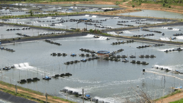 Long An: Tiếp tục tăng cường quản lý nuôi tôm thẻ chân trắng trong vùng nước ngọt - Dũng cá