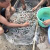 Giải quyết vấn đề khí độc trong ao nuôi tôm – Dũng cá