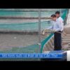 Tham quan mô hình nuôi cá thát lát cườm (CÁ NÀNG HAI) tại Cần Thơ