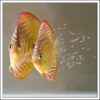 Beautiful pictures of discus fish breeding