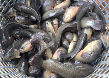 Hướng dẫn nuôi cá trê trong bể xi măng chi tiết nhất