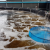10 steps of shrimp farming in biofloc system