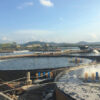 Shrimp farming in round cement pond brings high income