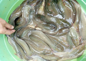 Kỹ thuật sinh sản và ương nuôi cá trê vàng