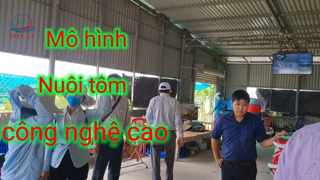 Mô hình nuôi tôm công nghệ cao tại huyện Thạnh Phú, Bến Tre