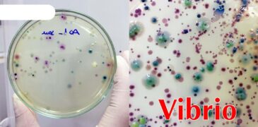 Vi khuẩn Vibrio trong ao nuôi tôm và giải pháp kiểm soát