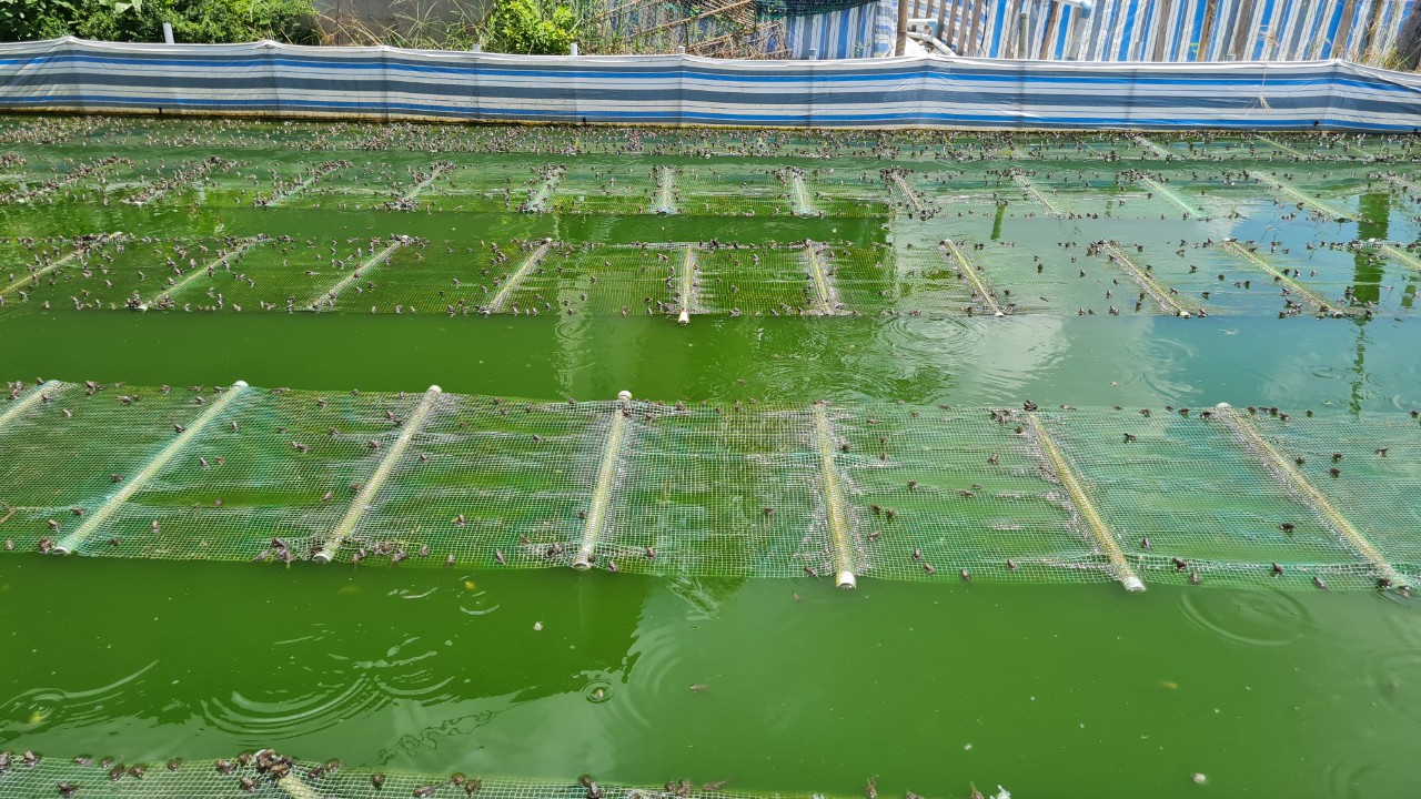 Hiệu quả từ mô hình sản xuất giống ếch Thái Lan tại xã Hậu Thạnh Đông, huyện Tân Thạnh